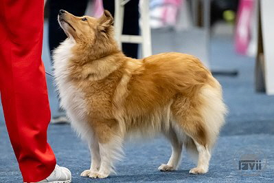 Pippa auf der Bundessieger-Ausstellung Dortmund 2025
