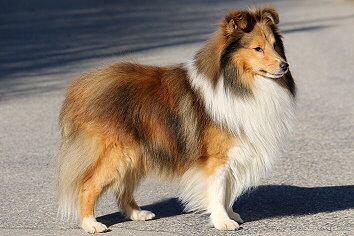 Ch. Shelridge Santino