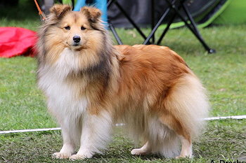 Champion Bellarose vom Affinger Bach