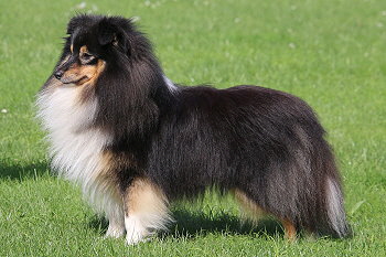 Ch. Hakuna Matata vom Affinger Bach