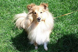 Sporthund Ali Baba vom Affinger Bach