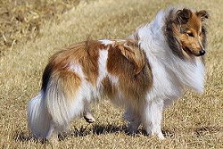 Sporthund Kaspar Konfetti vom Affinger Bach