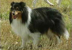 Sporthund Beauty Bavaria vom Affinger Bach