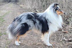 Sporthund Caspian vom Affinger Bach