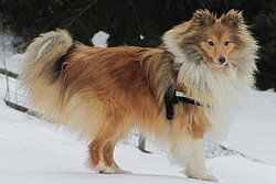 Sporthund Cooper vom Affinger Bach