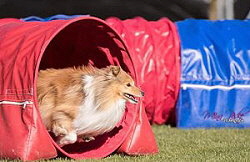 Sporthund Disney vom Affinger Bach