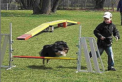 Sporthund Evita vom Affinger Bach