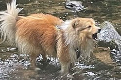 Sporthund Hanky Panky vom Affinger Bach