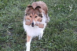 Sporthund Haidee vom Affinger Bach