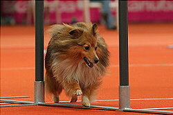 Sporthund Hiuckleberry Finn vom Affinger Bach