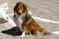 Sporthund Justin T. vom Affinger Bach