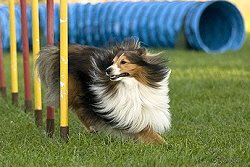 Sporthund Kptn Kirk vom Affinger Bach