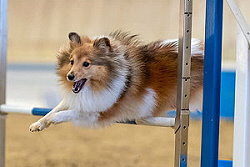 Sporthund Karla Konfetti vom Affinger Bach