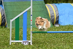 Sporthund Kit Kat vom Affinger Bach