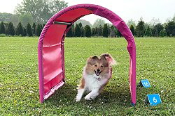 Sporthund Kit Kat vom Affinger Bach