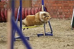 Sporthund Lady Leya vom Affinger Bach