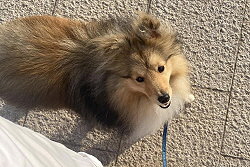 Sporthund Ludwig vom Affinger Bach