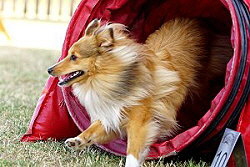 Sporthund Mitch vom Affinger Bach