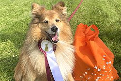 Sporthund Mitch vom Affinger Bach