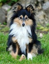 Sporthund Quiera vom Affinger Bach