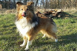 Sporthund Quinoa vom Affinger Bach