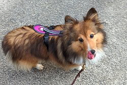 Sporthund Quinoa vom Affinger Bach