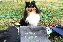 Sporthund Ramses vom Affinger Bach