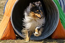 Sporthund Rudi vom Affinger Bach