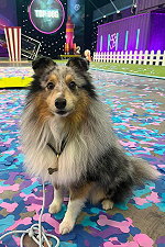 Willy bei Top Dog Germany 2015 bei RTL