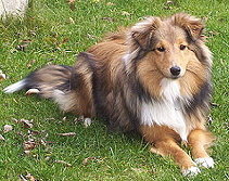 Sporthund Urmel vom Affinger Bach