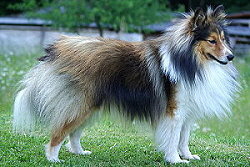 Sporthund Whisper vom Affinger Bach