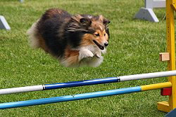 Sporthund Willow vom Affinger Bach