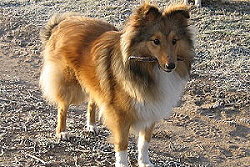 Sporthund Xaveria vom Affinger Bach