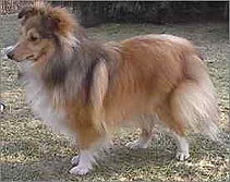 Sporthund Happy Helena vom Affinger Bach