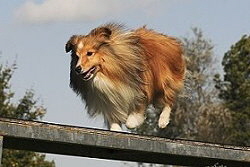 Sporthund Haribo Goldbr vom Affinger Bach