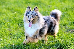 Sporthund Yamira vom Affinger Bach