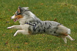 Sporthund Yuwel vom Affinger Bach