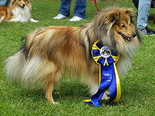 Showhund Akela vom Affinger Bach