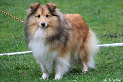 Showhund Bellarose vom Affinger Bach