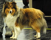 Showhund Bernard vom Affinger Bach