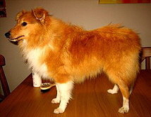 Showhund Calypso vom Affinger Bach