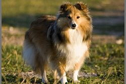 Showhund Ilka vom Affinger Bach