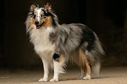 Showhund Caribic vom Affinger Bach