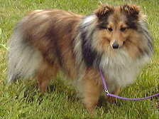 Showhund Catinka vom Affinger Bach