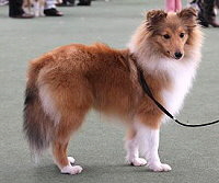 Showhund Cooper vom Affinger Bach