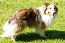 Showhund Cora vom Affinger Bach