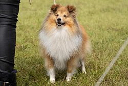 Showhund Disney vom Affinger Bach