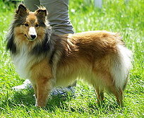 Showhund Elana vom Affinger Bach