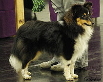 Showhund Elroy vom Affinger Bach