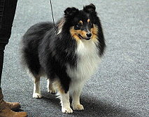 Showhund Esprit vom Affinger Bach